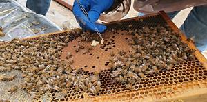 An image of a researcher collecting honeybee pupae to investigate the bee disappearance